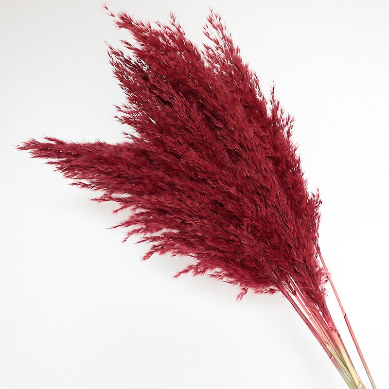10 قطع من أعشاب البامباس الطبي - مراجعة Pampas Grass Decor وسعره